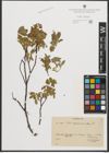 Foto von Salix pyrenaica Gouan